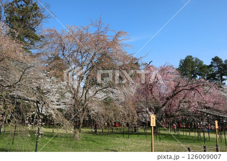 京都の世界遺産、上賀茂神社(賀茂大社)の桜 京都の世界遺産、上賀茂神社(賀茂大社)の桜 126009007