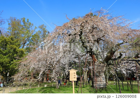 京都の世界遺産、上賀茂神社(賀茂大社)の桜 126009008