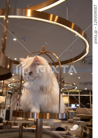 綺麗好きな猫 綺麗好きな猫 126009087