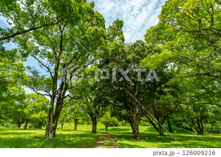 緑豊かな公園 126009216