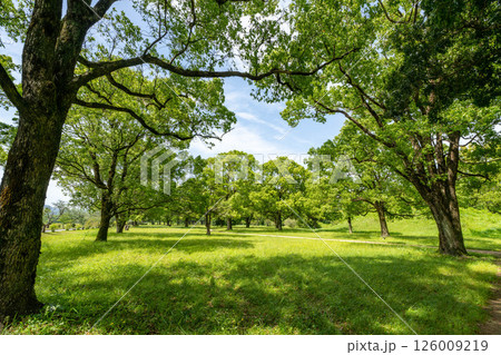 緑豊かな公園 126009219