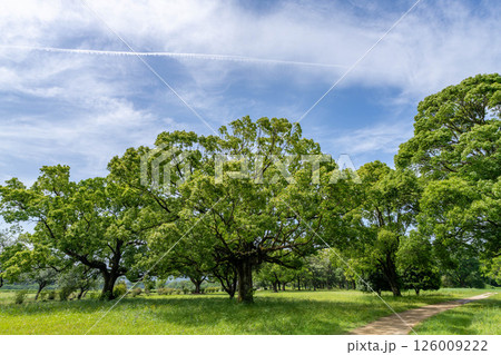 緑豊かな公園 緑豊かな公園 126009222