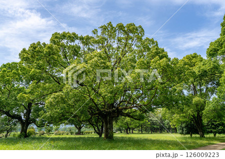 緑豊かな公園 126009223