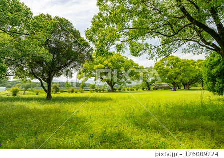 緑豊かな公園 緑豊かな公園 126009224