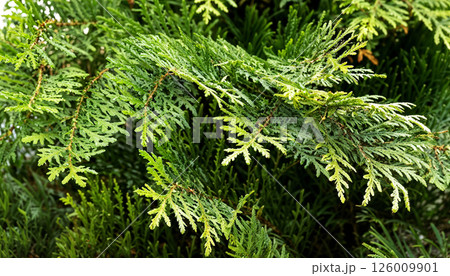 Closeup view of lush Green Cedar Foliage along with vibrant Leaves, showcasing natures beauty Closeup view of lush Green Cedar Foliage along with vibrant Leaves, showcasing natures beauty 126009901