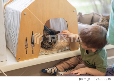 Caucasian little boy in a cat cafe.  126009930