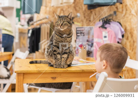 Caucasian little boy in a cat cafe.  126009931