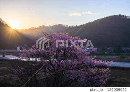 朝日に染まる名も無き一本桜【安曇野】 126009985