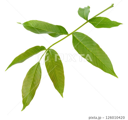 Single fresh green walnut leaf Juglans regia, isolated background 126010420