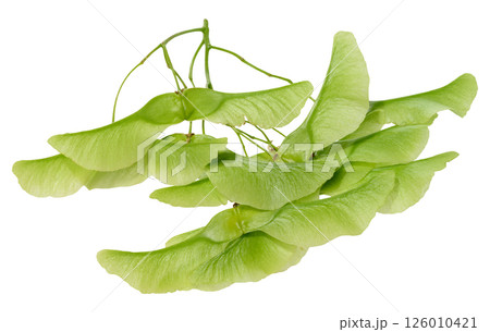 Green seeds of Dipteronia sinensis or Norway Maple. Green seeds of Dipteronia sinensis or Norway Maple. 126010421