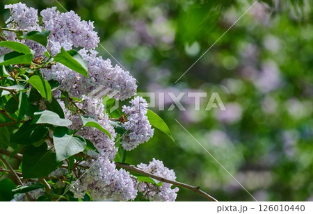 Clusters of purple lilac flowers Syringa vulgaris blooming in spring 126010440