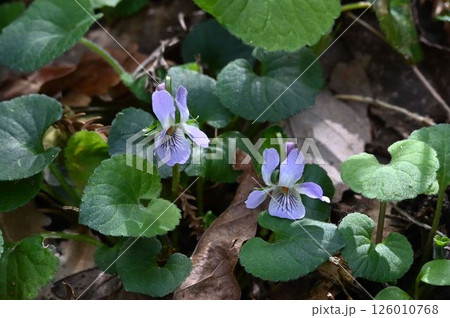早春に六甲の山で見られた淡紫色の花弁と紫色の筋の斑紋の唇弁が綺麗なアオイスミレの 早春に六甲の山で見られた淡紫色の花弁と紫色の筋の斑紋の唇弁が綺麗なアオイスミレの 126010768
