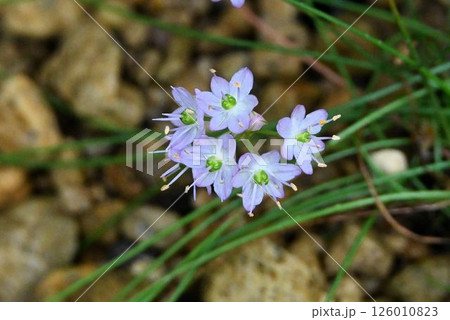 九州西部の海岸や山地の川沿いで見られる淡青色の花弁に緑色の雌しべの花の集まりが綺麗なイトラッキョウ 126010823