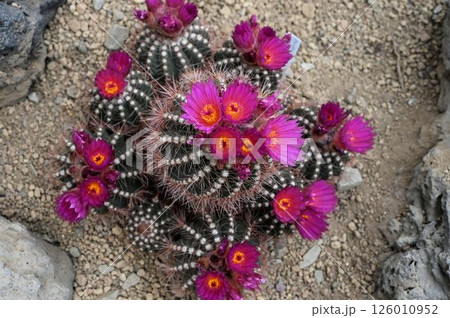 ひだの上の白色の並んだ棘や多数の暗赤色の花が綺麗なサボテン ひだの上の白色の並んだ棘や多数の暗赤色の花が綺麗なサボテン 126010952