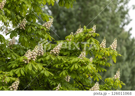 Close-up of a branch of a blossoming chestnut tree 126011068