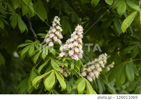 Close-up of a branch of a blossoming chestnut tree Close-up of a branch of a blossoming chestnut tree 126011069