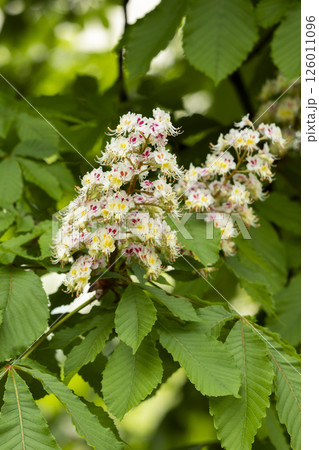 Close-up of a branch of a blossoming chestnut tree 126011096