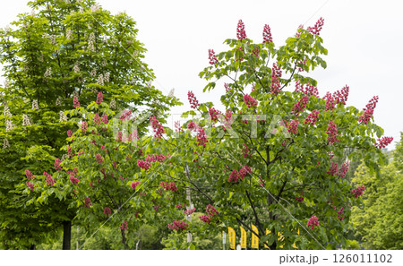 Close-up of a vibrant blossoming red horse chestnut tree Close-up of a vibrant blossoming red horse chestnut tree 126011102