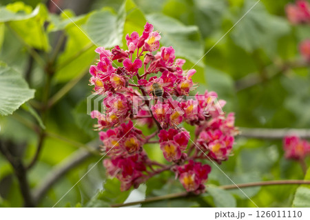Close-up of a vibrant blossoming red horse chestnut tree Close-up of a vibrant blossoming red horse chestnut tree 126011110