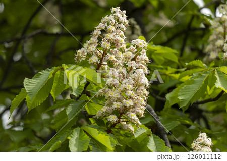Close-up of a branch of a blossoming chestnut tree Close-up of a branch of a blossoming chestnut tree 126011112