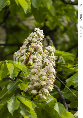Close-up of a branch of a blossoming chestnut tree Close-up of a branch of a blossoming chestnut tree 126011113