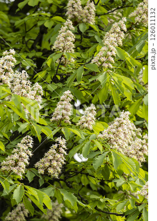 Close-up of a branch of a blossoming chestnut tree 126011132