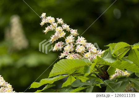 Close-up of a branch of a blossoming chestnut tree 126011135