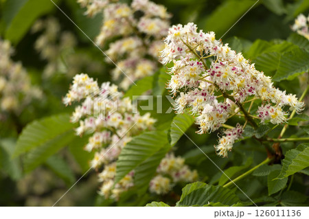 Close-up of a branch of a blossoming chestnut tree Close-up of a branch of a blossoming chestnut tree 126011136
