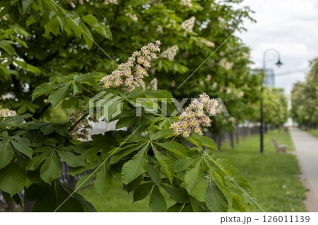 Close-up of a branch of a blossoming chestnut tree 126011139