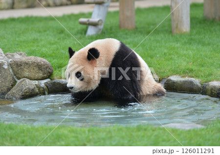 水遊びをする梅浜 126011291