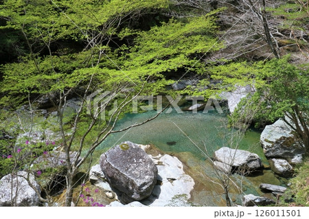清流瀬戸川と青紅葉　初夏　（高知県　土佐町　瀬戸川渓谷） 126011501