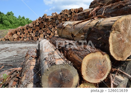 切り出された杉の丸太 山形県庄内 切り出された杉の丸太 山形県庄内 126011639