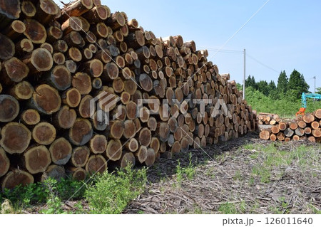切り出された杉の丸太 山形県庄内 126011640