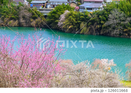 春の琅鶴湖【長野市信州新町】 126011668