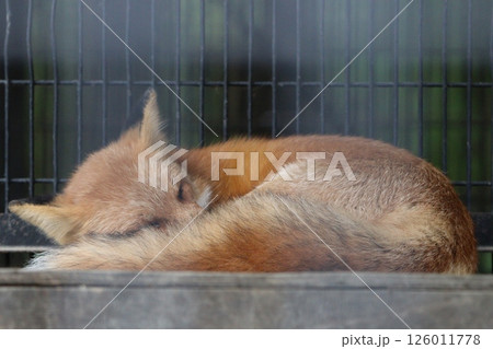キツネ キツネ 126011778