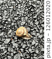 道にカタツムリ 126012020