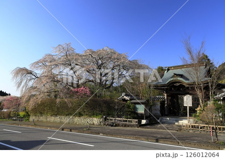 桜の花のある風景 桜の花のある風景 126012064