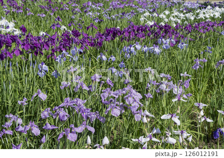 ハナショウブの花 ハナショウブの花 126012191