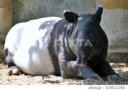 マレーバク 126012260