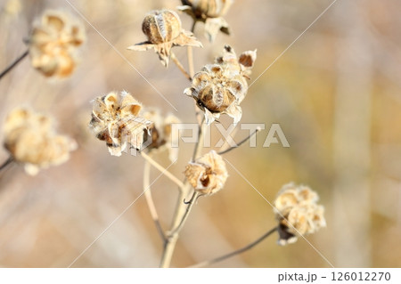 冬　フヨウの枯れ蕾 126012270