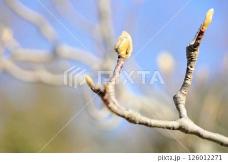 冬の公園　ハクモクレンの花芽 126012271