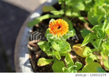 冬 満開 キンセンカの花 冬 満開 キンセンカの花 126012274