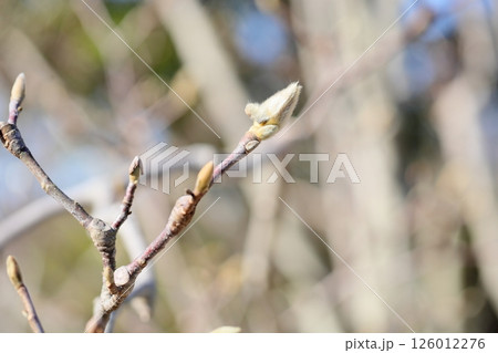 冬の公園　ハクモクレンの花芽 126012276
