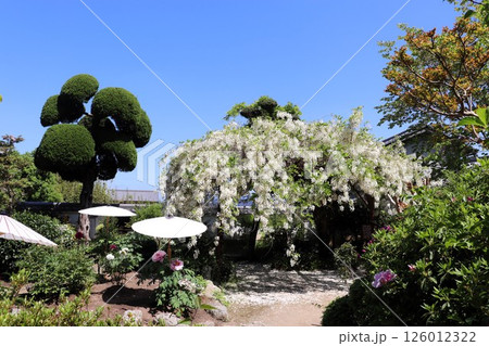 春の當麻寺　中之坊庭園　藤の花　史跡・名勝　奈良県　葛城市　 126012322