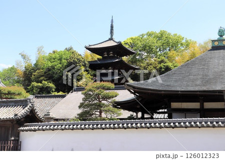 春の當麻寺三重塔　国宝　史跡・名勝　奈良県　葛城市　 126012323