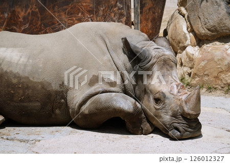 ミナミシロサイ 126012327