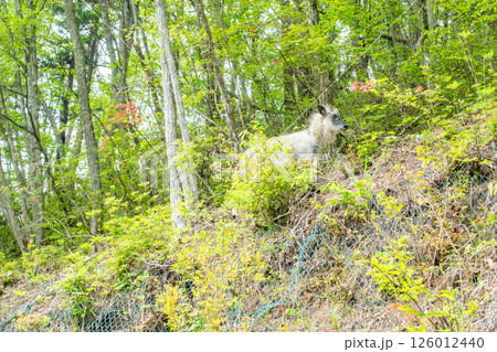 ニホンカモシカ　日本のみに生息する学術的に貴重な動物　絶滅危惧種　特別天然記念物 126012440