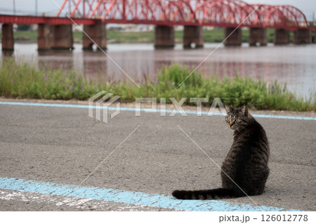 道端で遊ぶとら猫 126012778