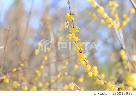 ソシンロウバイの花 ソシンロウバイの花 126012915