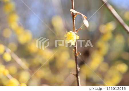 ソシンロウバイの花 ソシンロウバイの花 126012916